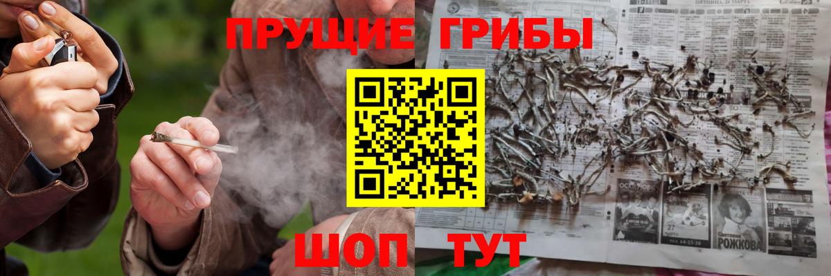 Галлюциногенные грибы Psilocybine cubensis Полысаево